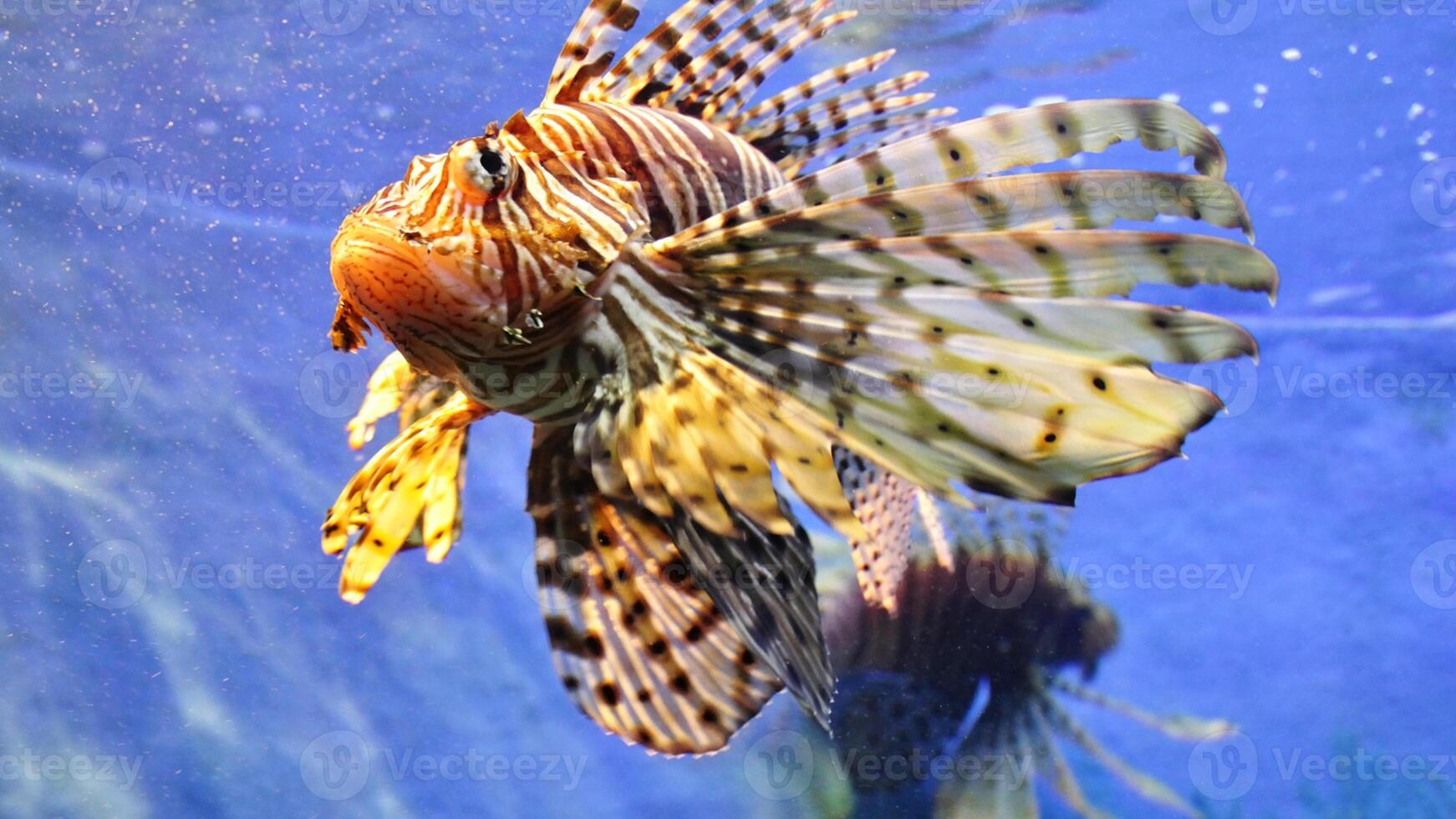 Feuerfisch oder pterois, ein schön räuberisch Löwe Fisch schwimmt im Suche von Essen unter Wasser foto