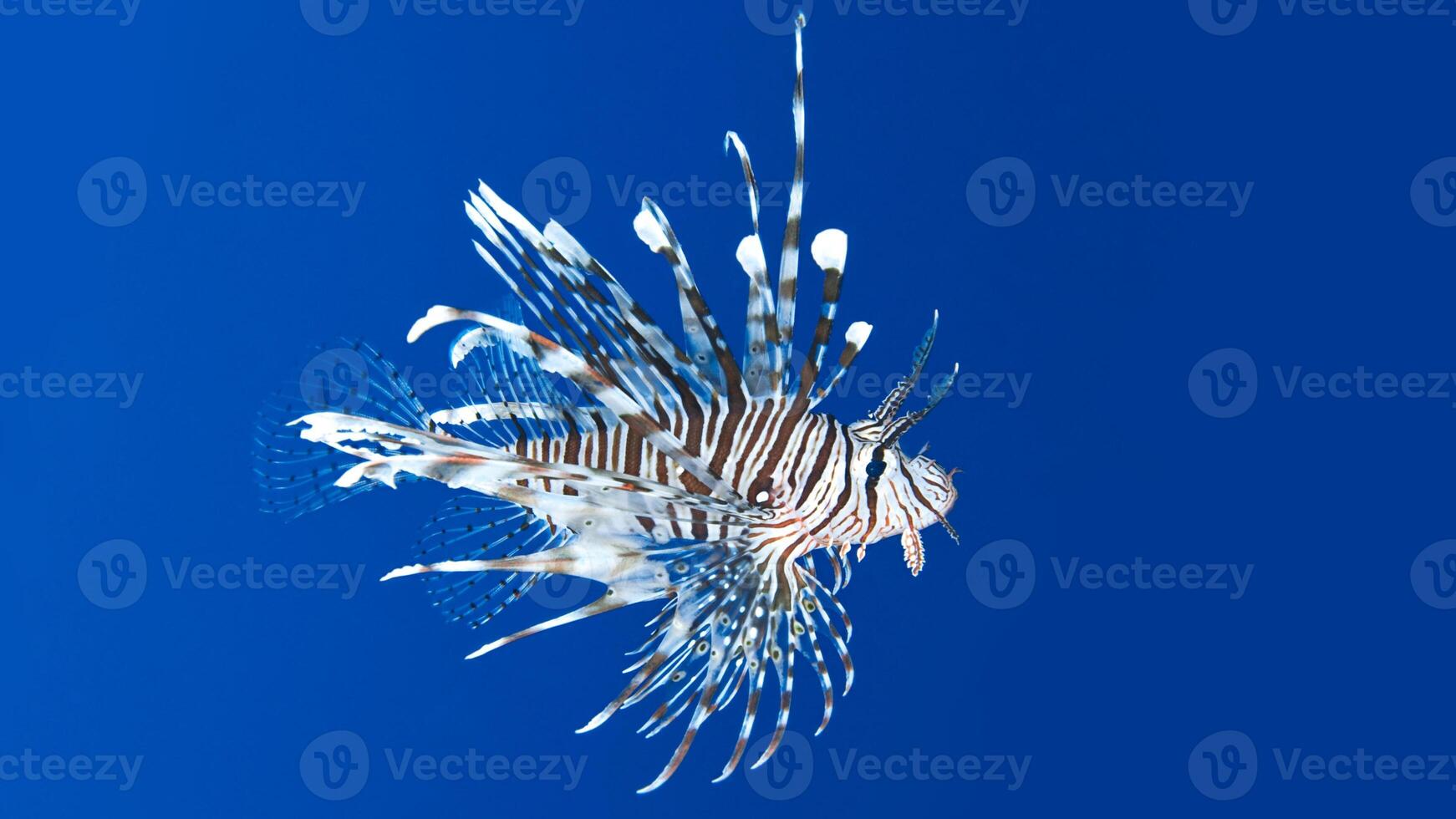 Feuerfisch oder pterois, ein schön räuberisch Löwe Fisch schwimmt im Suche von Essen unter Wasser foto