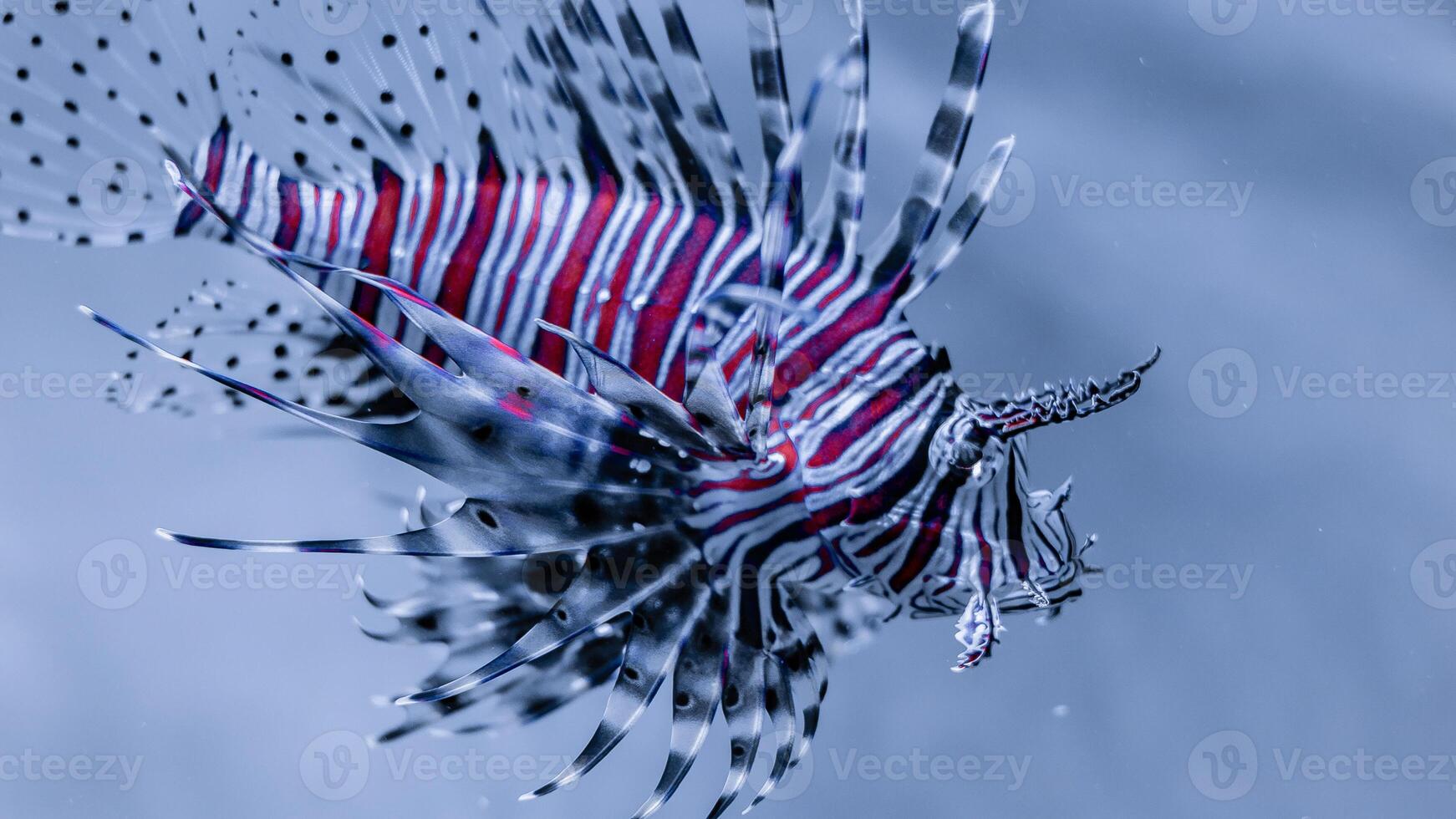 Feuerfisch oder pterois, ein schön räuberisch Löwe Fisch schwimmt im Suche von Essen unter Wasser foto