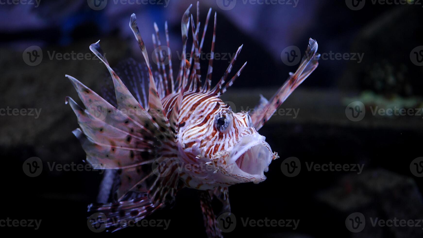 Feuerfisch oder pterois, ein schön räuberisch Löwe Fisch schwimmt im Suche von Essen unter Wasser foto