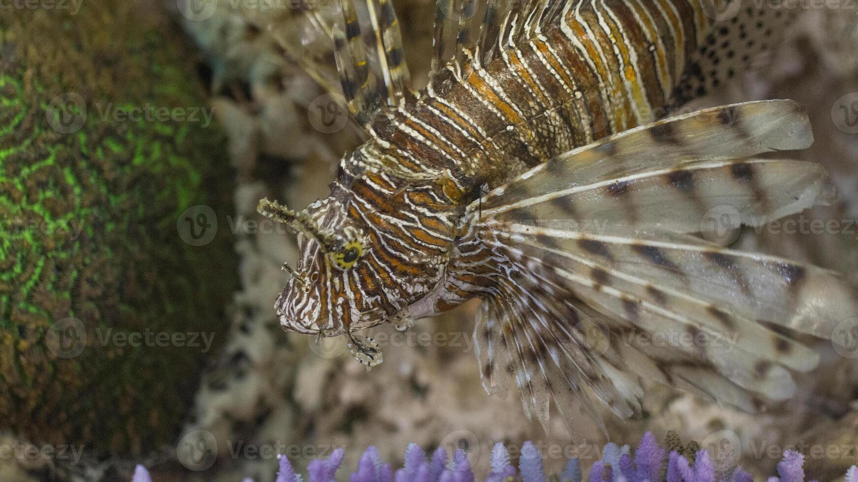 Feuerfisch oder pterois, ein schön räuberisch Löwe Fisch schwimmt im Suche von Essen unter Wasser foto