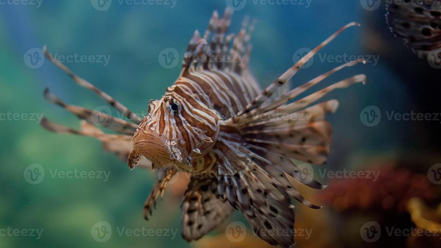 Feuerfisch oder pterois, ein schön räuberisch Löwe Fisch schwimmt im Suche von Essen unter Wasser foto