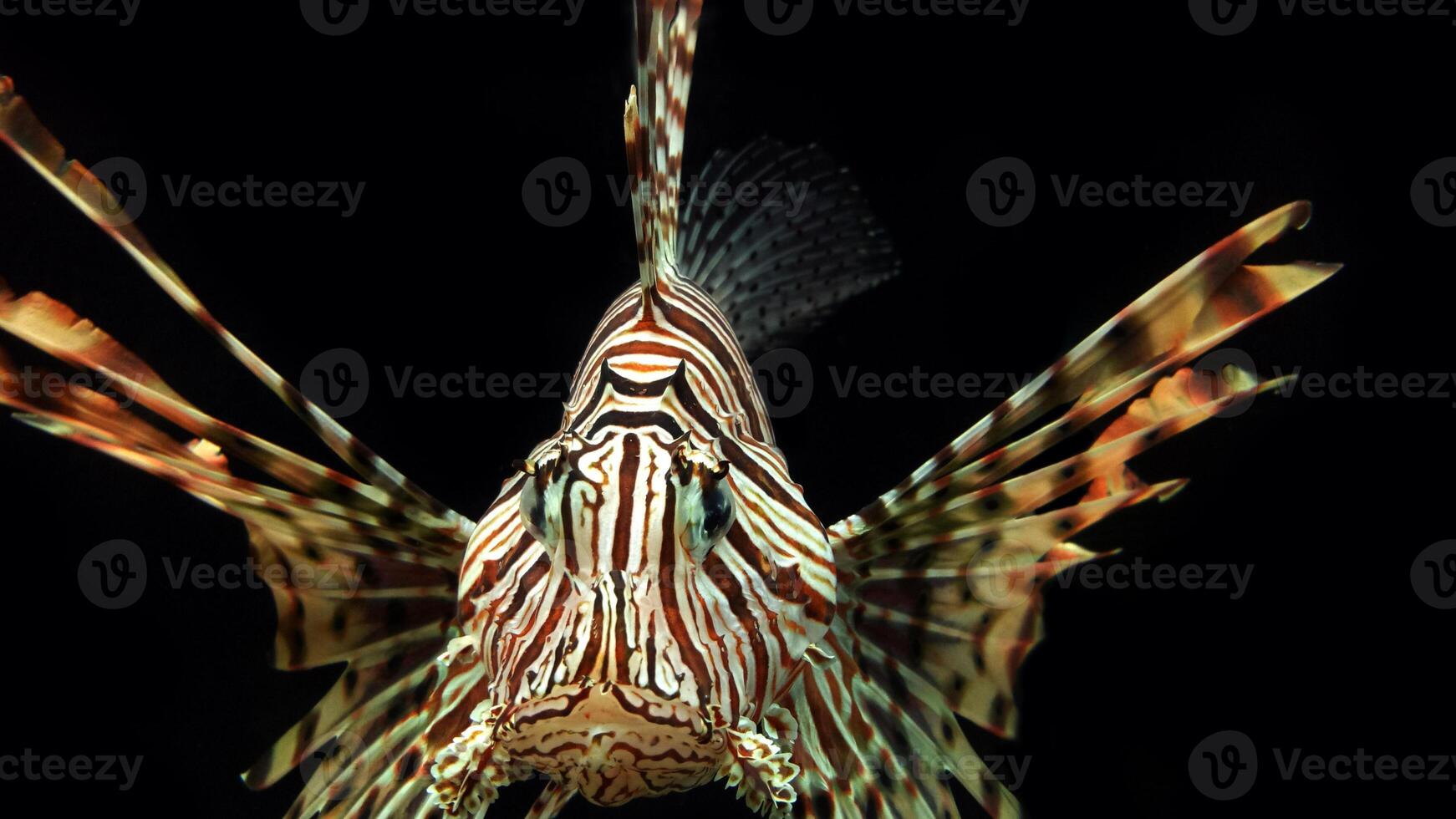 Feuerfisch oder pterois, ein schön räuberisch Löwe Fisch schwimmt im Suche von Essen unter Wasser foto