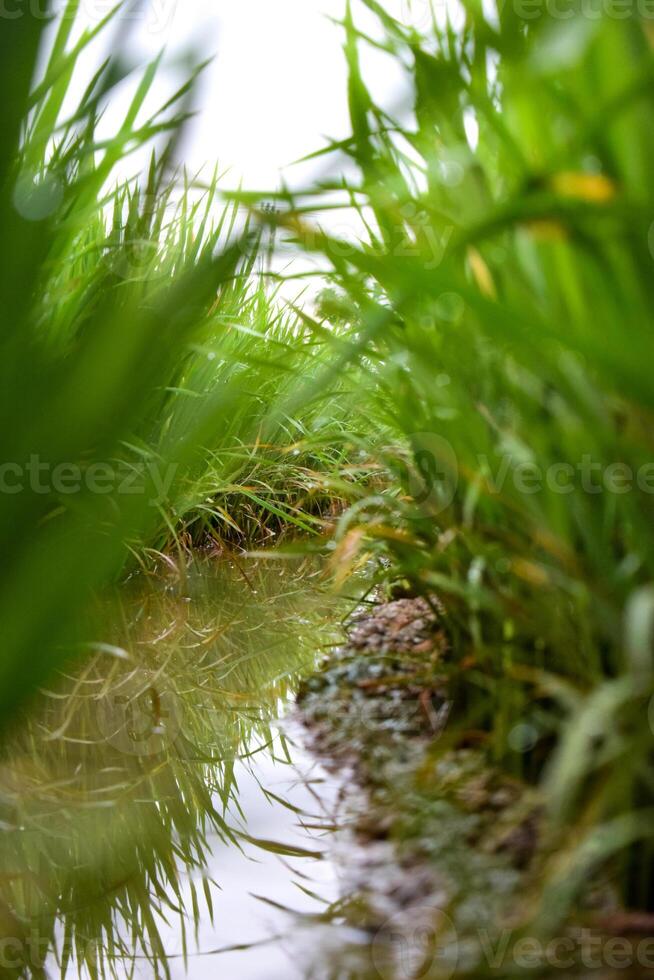 schließen oben Paddy Pflanze und Bewässerung Reis Feld foto