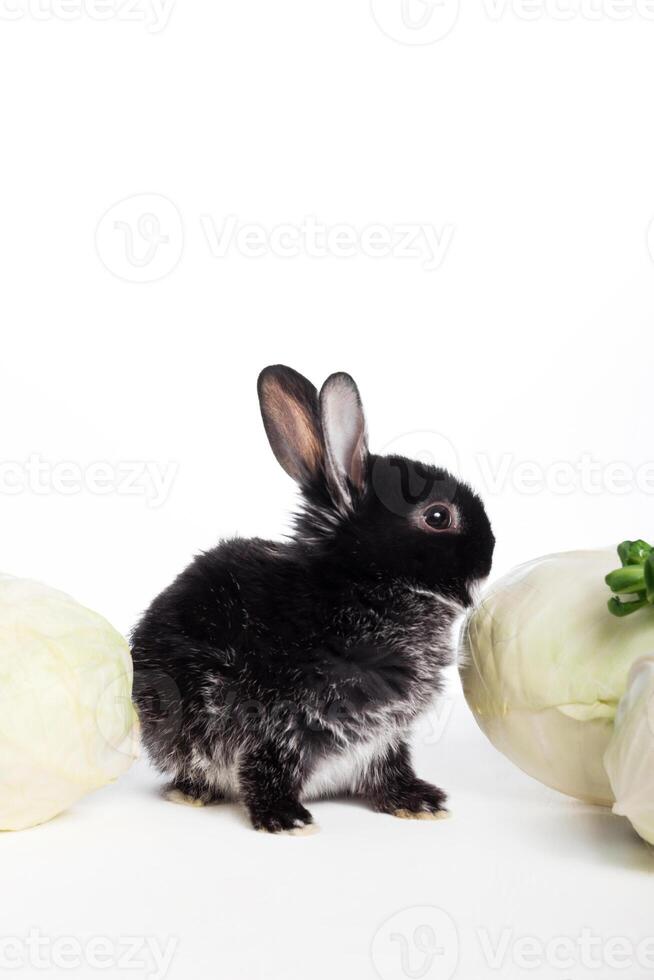 ein schwarz wenig Hase sitzt in der Nähe von ein Kohl auf ein Weiß isoliert Hintergrund foto