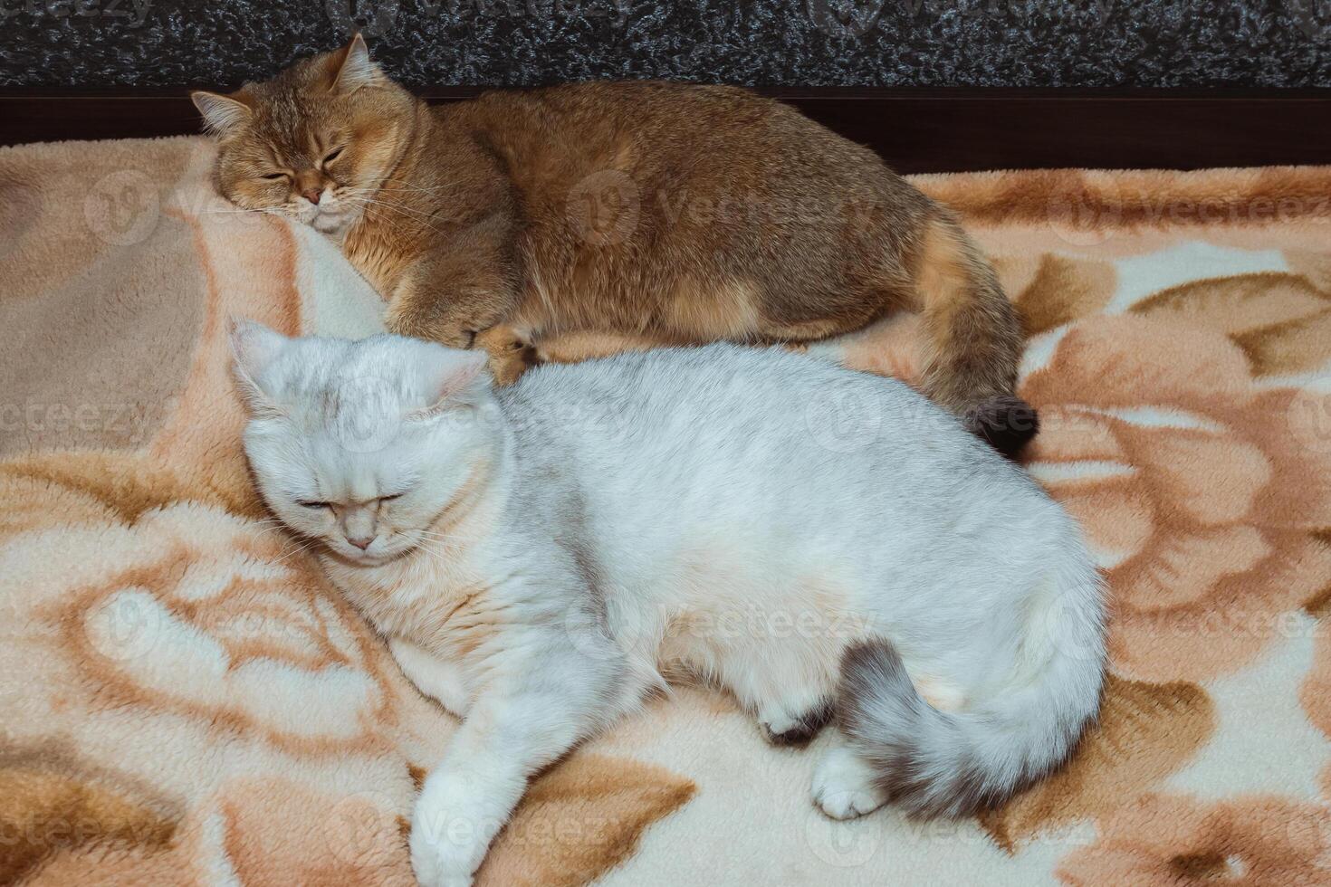 zwei britisch Katzen von rot und Silber Farbe Schlaf zusammen auf das Bett. das Beziehung von Haustiere im das Haus foto