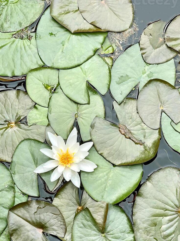 Wasser Lilie auf ein Teich, Blumen- Hintergrund foto