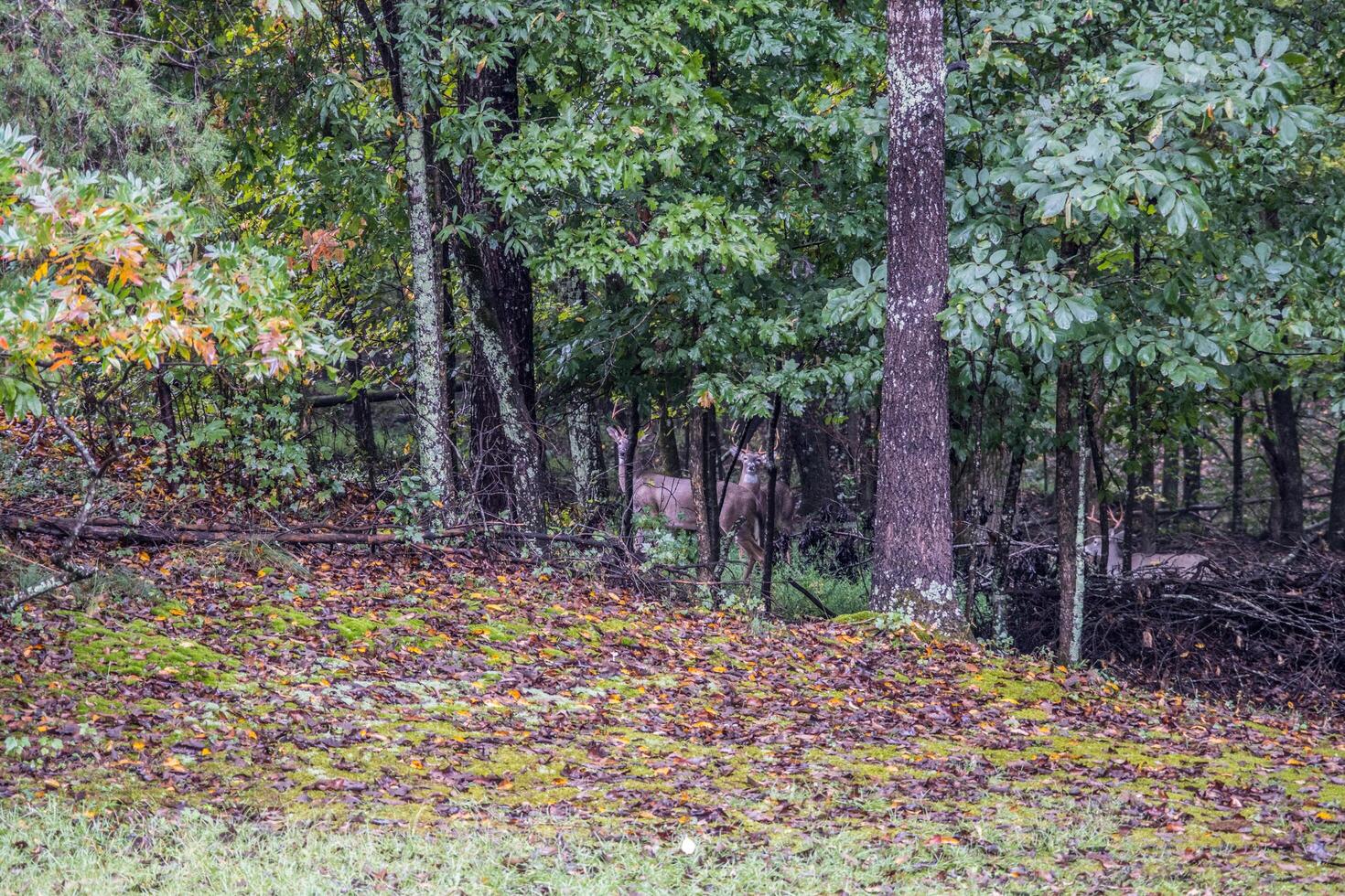 Dollar männlich Hirsch im das Wald foto