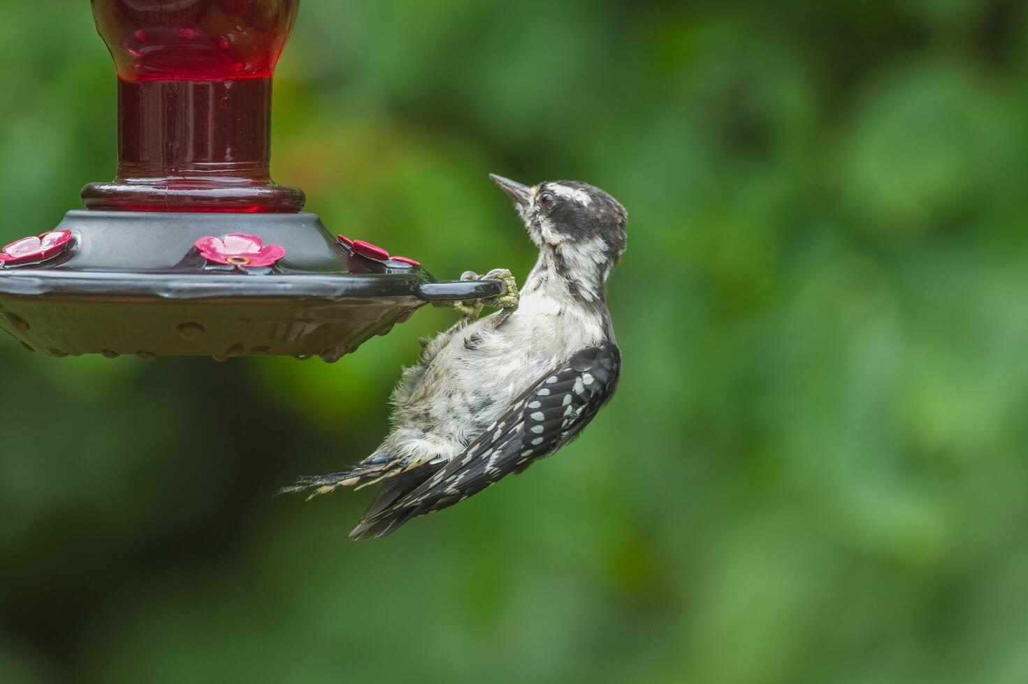 flaumig Specht auf ein Kolibri Feeder foto