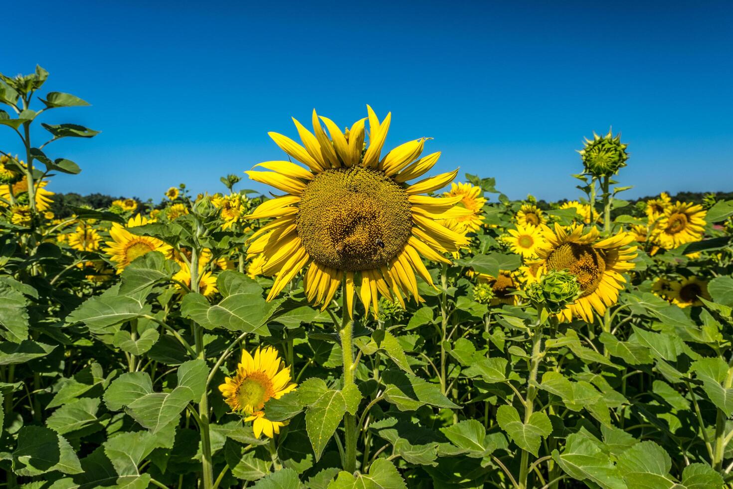 Bienen auf ein Sonnenblume Nahansicht foto