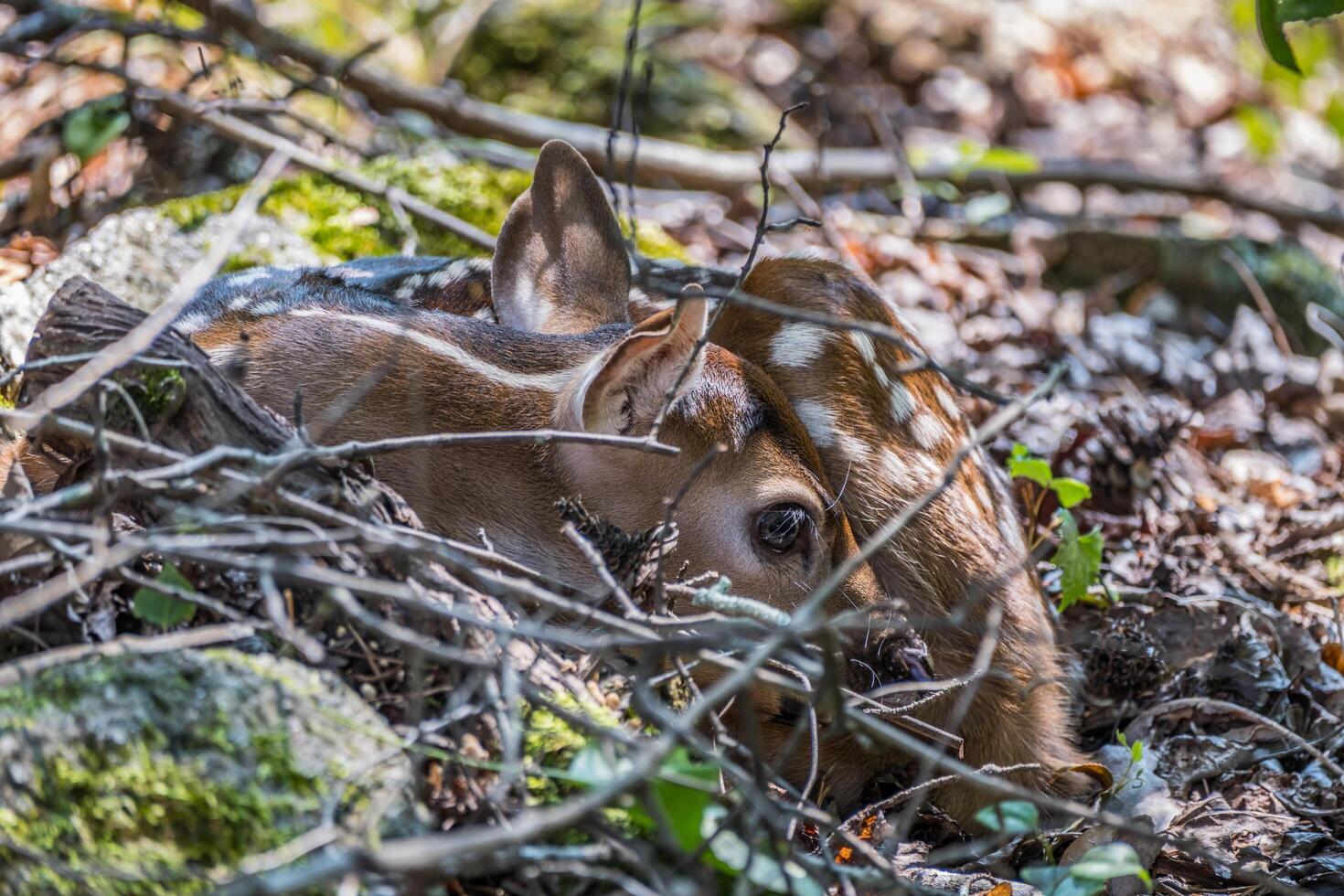 Kitz ruhen Nahansicht foto