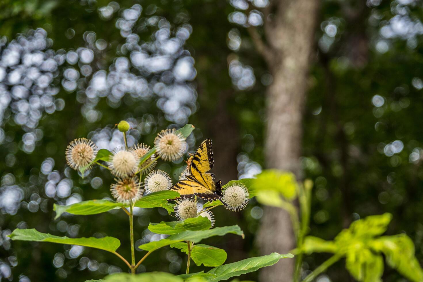 Schwalbenschwanz Schmetterling auf ein Knopfbusch Pflanze foto