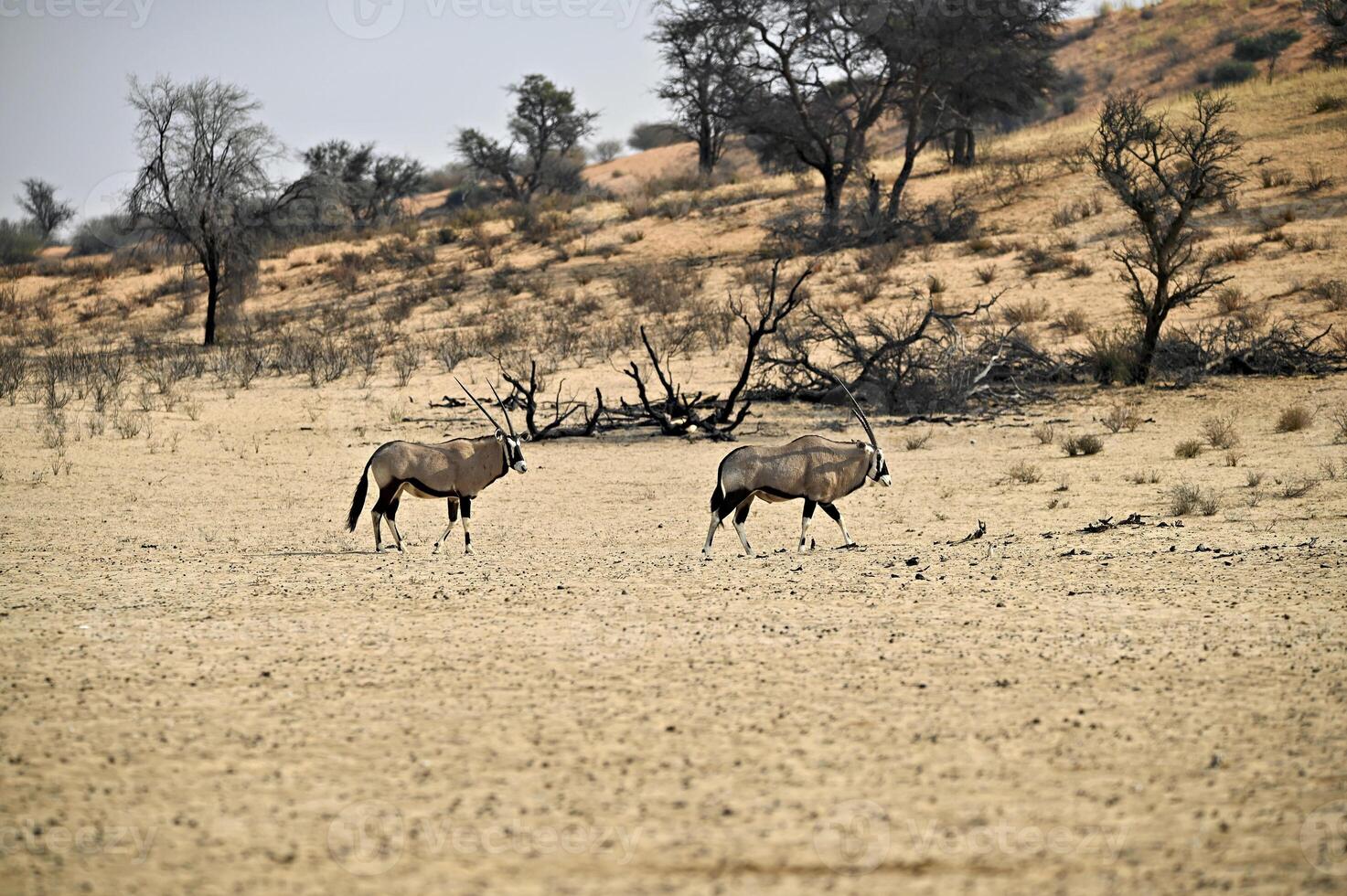 zwei Oryx Antilopen im das trocken Flussbett von nossob Fluss kgalagadi foto