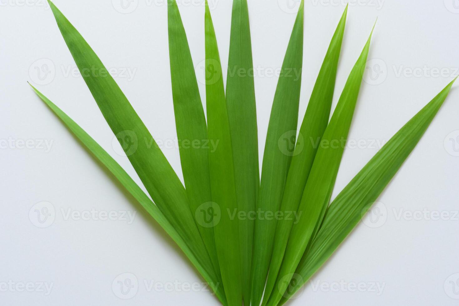 Pandan Blatt ruht auf Weiß Papier, ein Mischung von der Natur Frische auf ein sauber Segeltuch foto