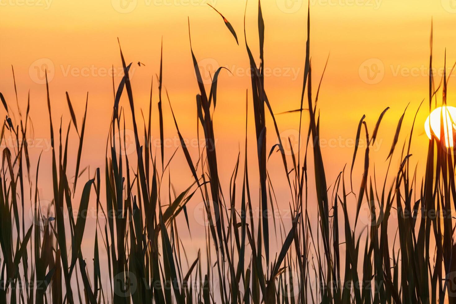 Schilf Blumen sich aalen im das strahlend glühen von das Abend Sonne, Erstellen ein spektakulär Tapisserie von der Natur flüchtig Schönheit im das still Dämmerung Himmel foto