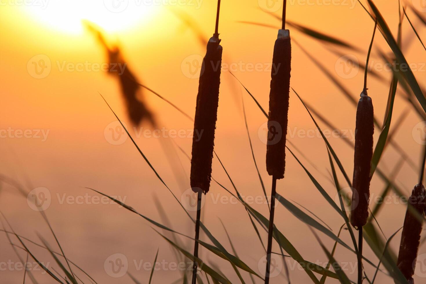 Schilf Blumen sich aalen im das strahlend glühen von das Abend Sonne, Erstellen ein spektakulär Tapisserie von der Natur flüchtig Schönheit im das still Dämmerung Himmel foto