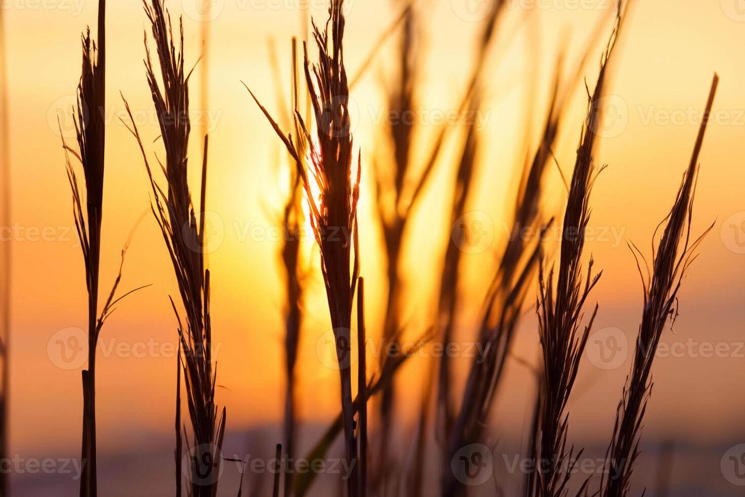 Schilf Blumen sich aalen im das strahlend glühen von das Abend Sonne, Erstellen ein spektakulär Tapisserie von der Natur flüchtig Schönheit im das still Dämmerung Himmel foto