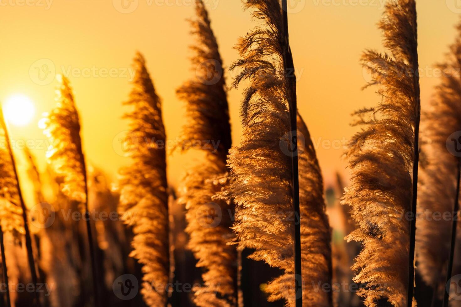 Sonnenuntergang blühen Schilf Blumen sich aalen im das strahlend glühen von das Abend Sonne, Erstellen ein spektakulär Tapisserie von der Natur flüchtig Schönheit im das still Dämmerung Himmel foto