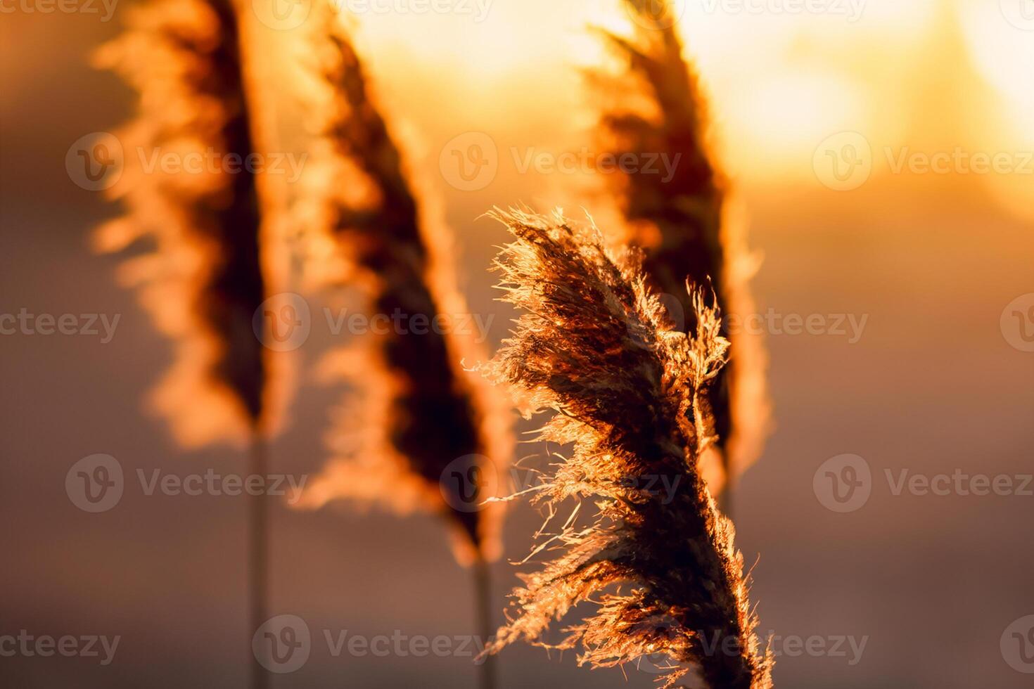 Sonnenuntergang blühen Schilf Blumen sich aalen im das strahlend glühen von das Abend Sonne, Erstellen ein spektakulär Tapisserie von der Natur flüchtig Schönheit im das still Dämmerung Himmel foto