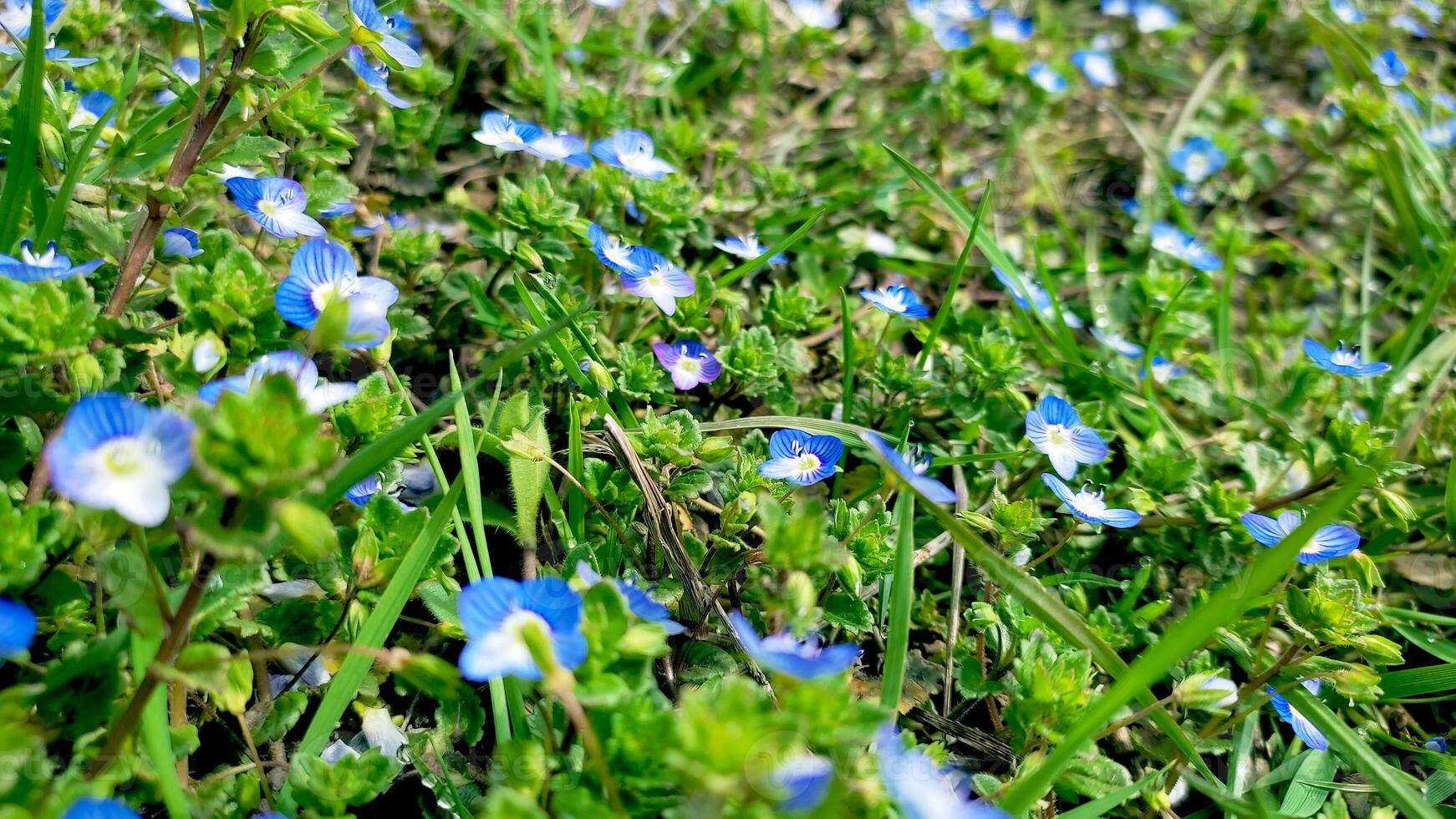 Blau Blumen auf Wiese, Frühling, blühen foto