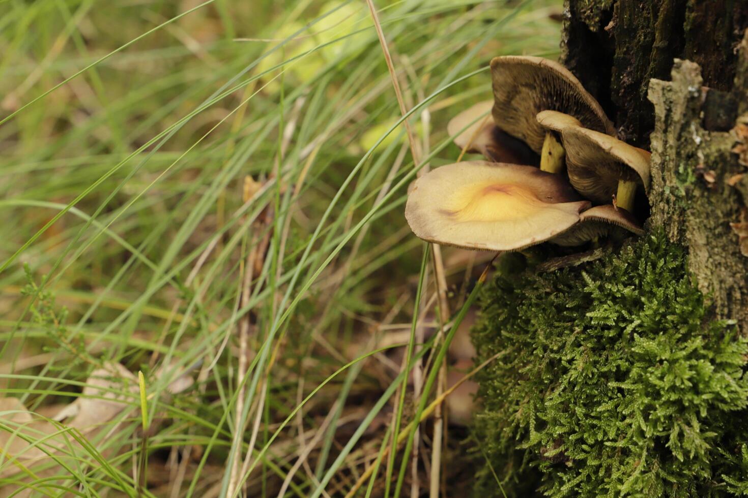 klumpig Halterung Pilz wachsend auf ein Stumpf von ein Baum auf foto