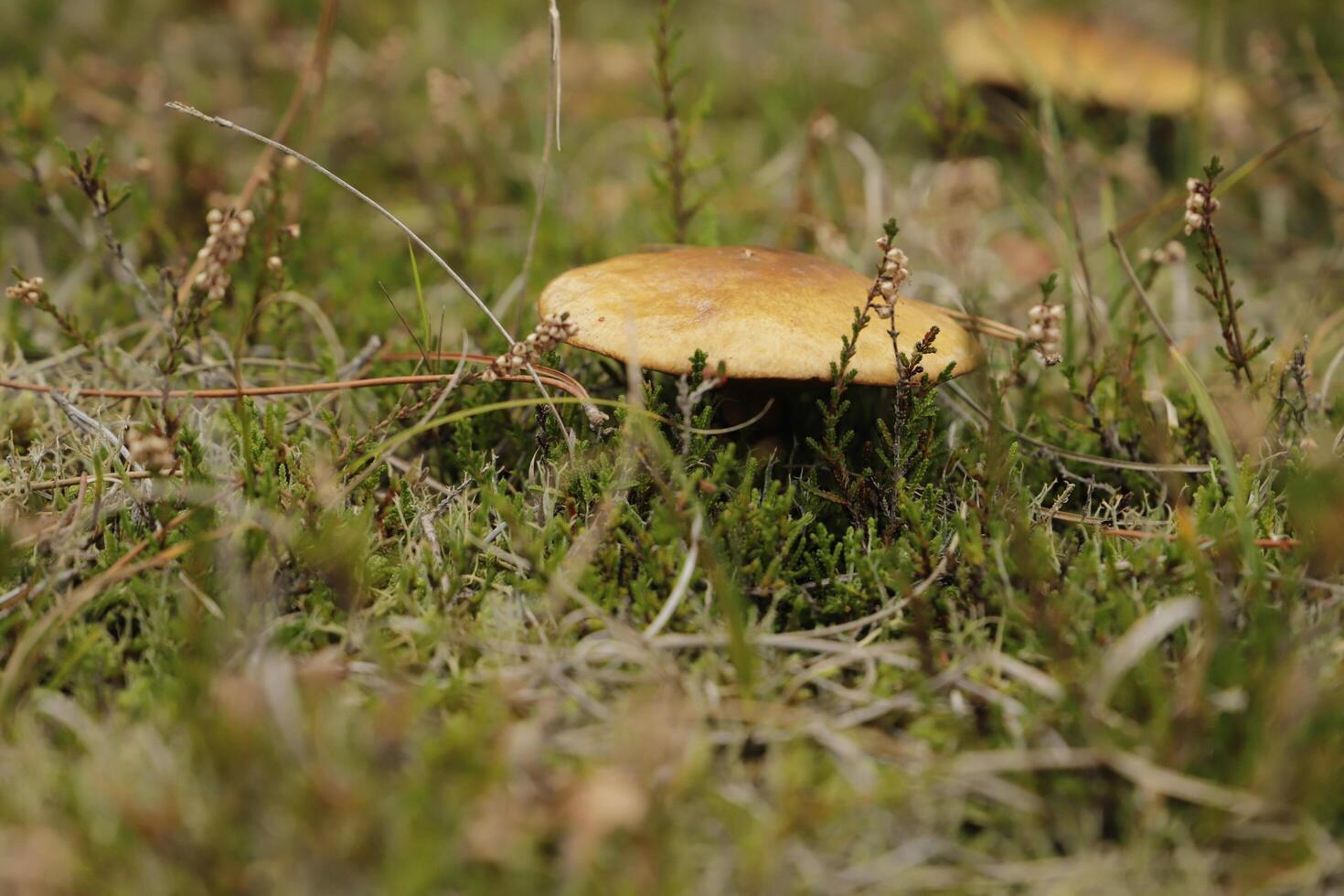 Penny Brötchen ist ein essbar Pilz foto