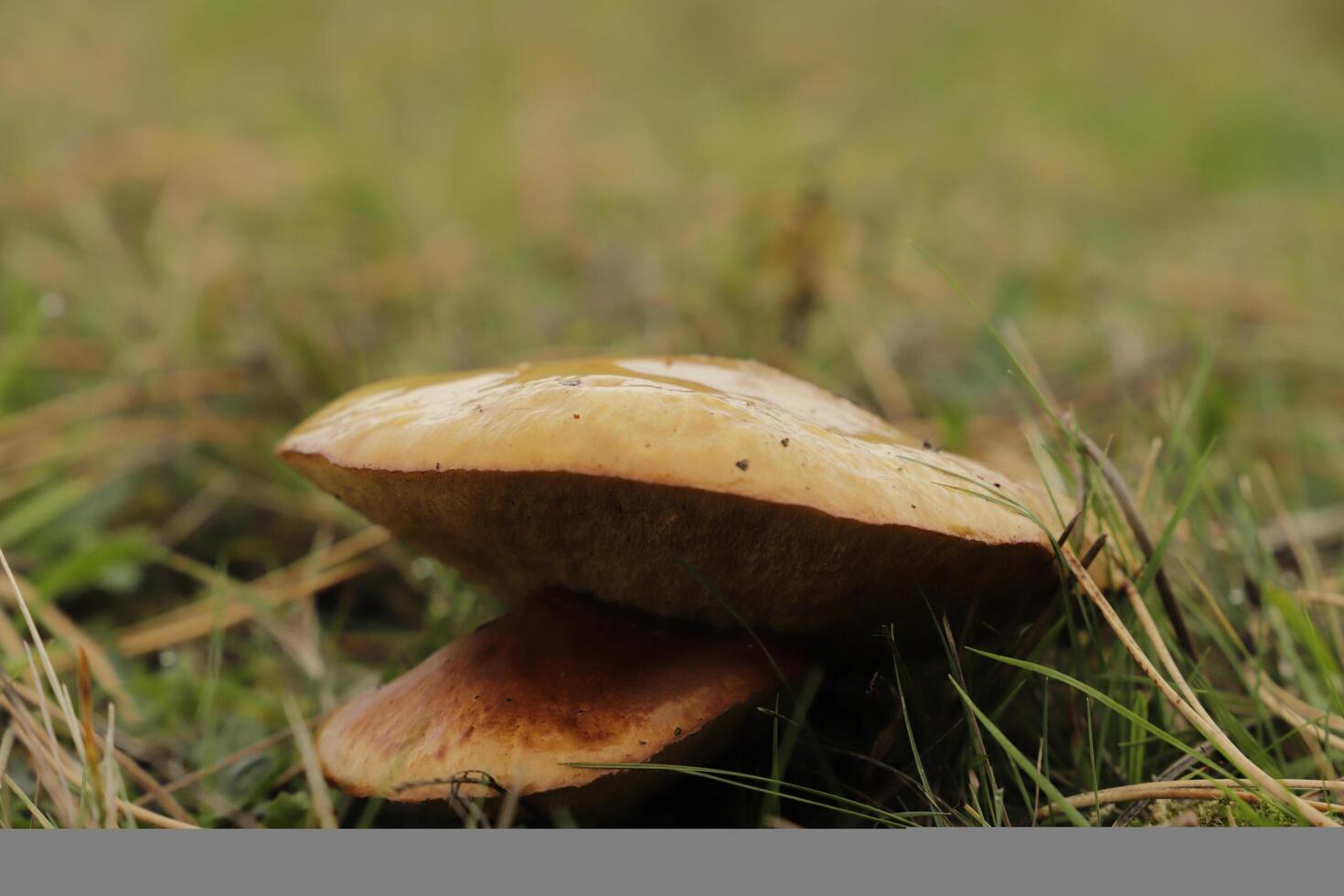 Penny Brötchen ist ein essbar Pilz foto