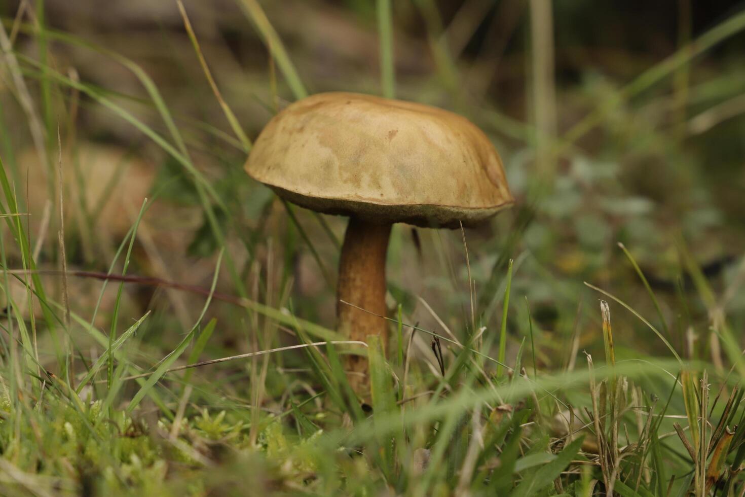 Penny Brötchen ist ein essbar Pilz foto