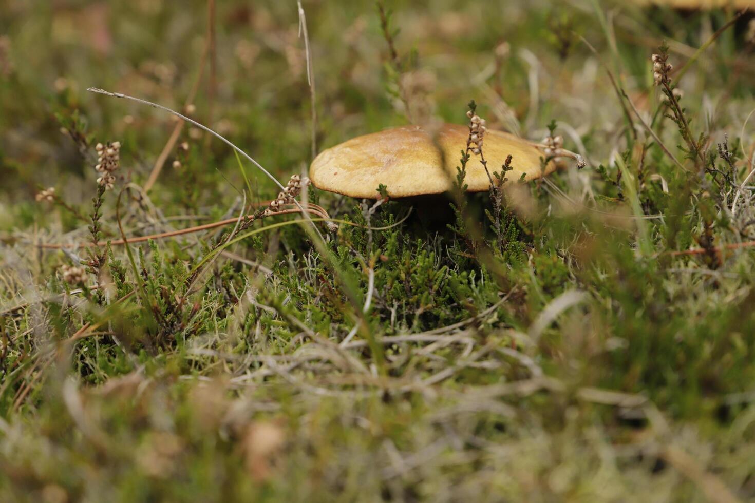 Penny Brötchen ist ein essbar Pilz foto