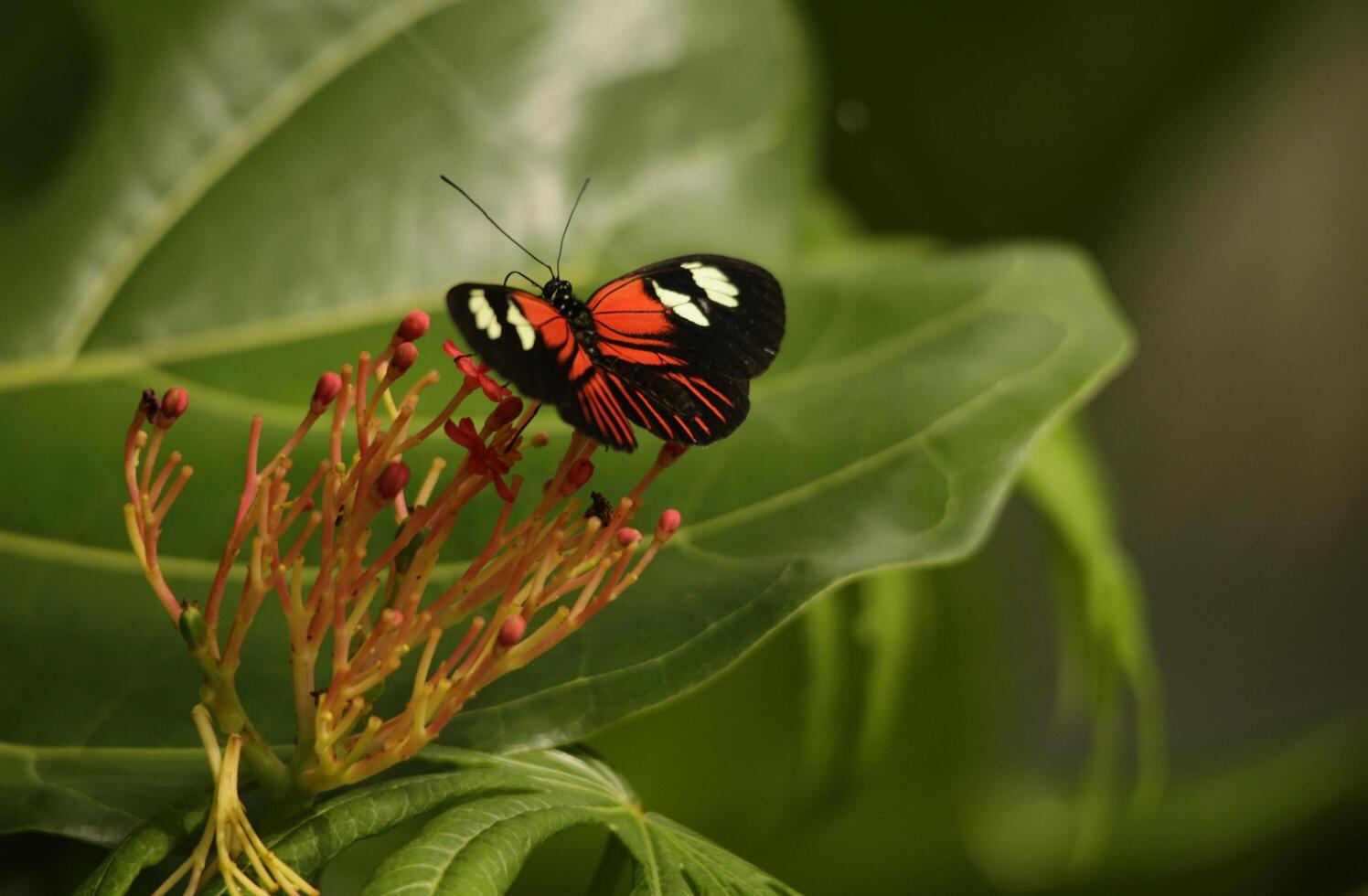 Bürste Fuß Schmetterlinge, häufig bekannt wie das Langflügel oder Helikonier foto