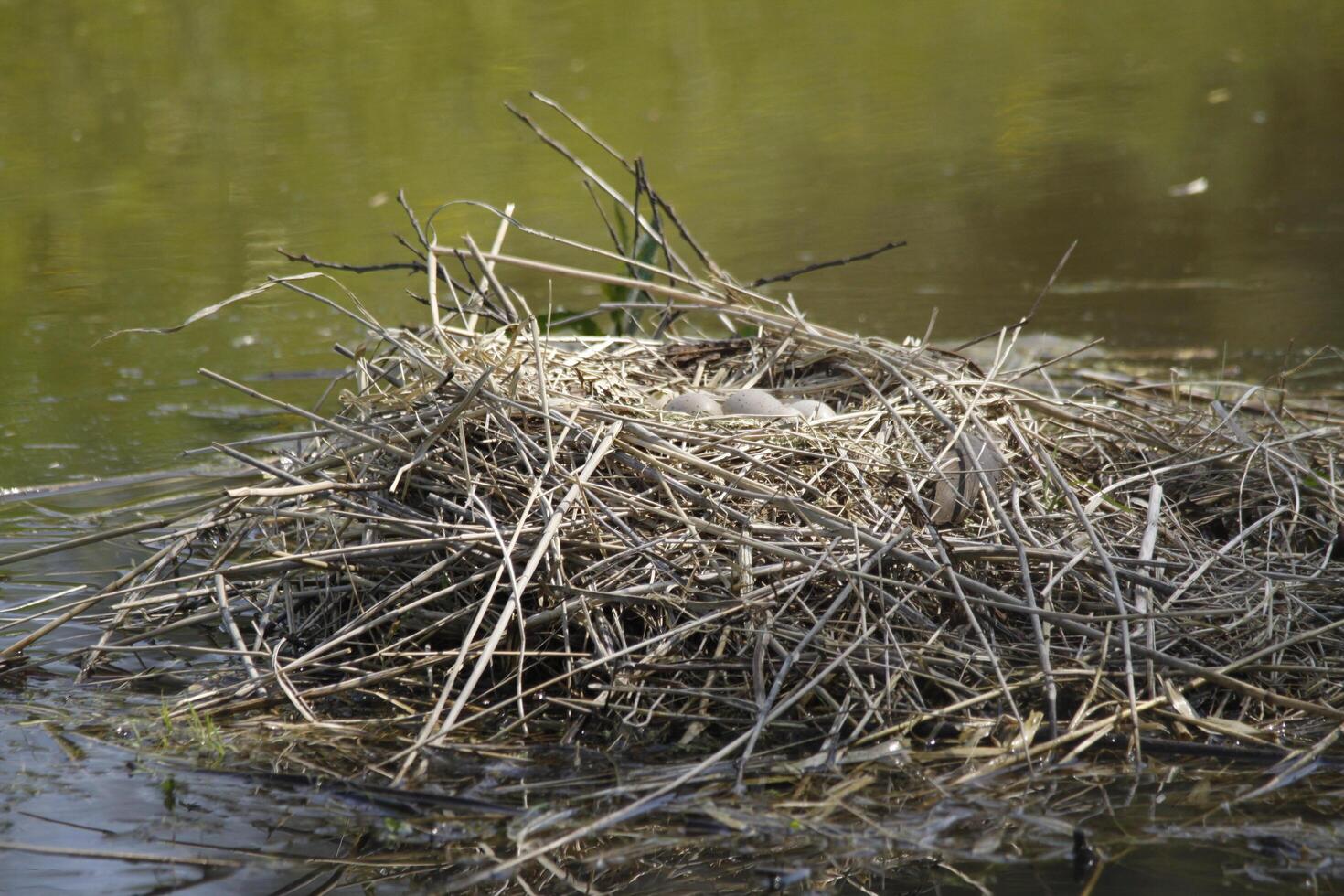 eurasisch Blässhuhn, Baby Vögel im ein Nest foto