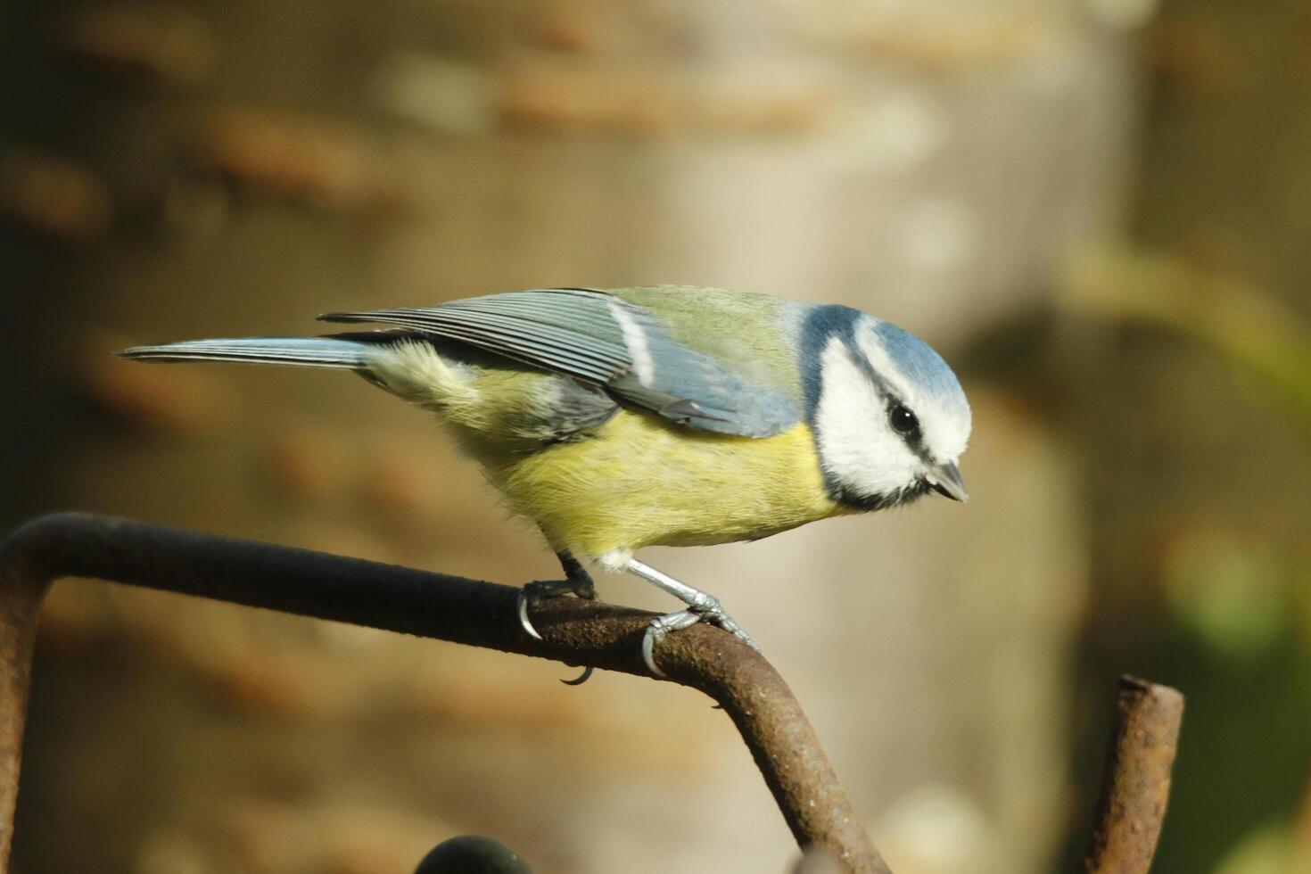 eurasisch Blau tit sitzt auf ein Ast foto