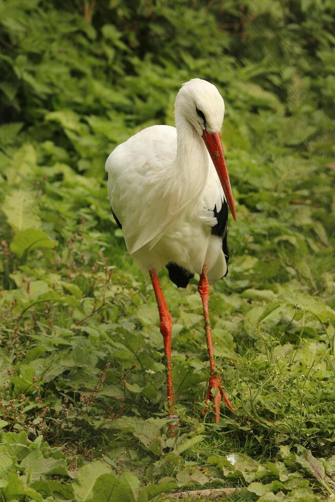 Weiß Storch, schön Weiß Vogel mit ein rot Schnabel foto