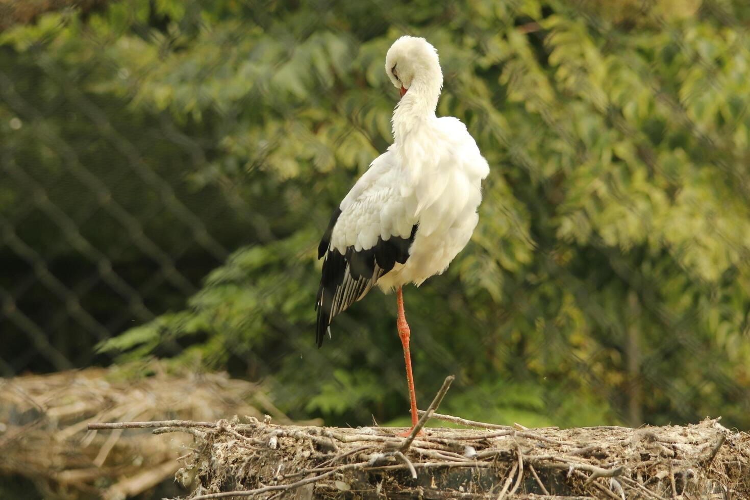 Weiß Storch, schön Weiß Vogel mit ein rot Schnabel foto