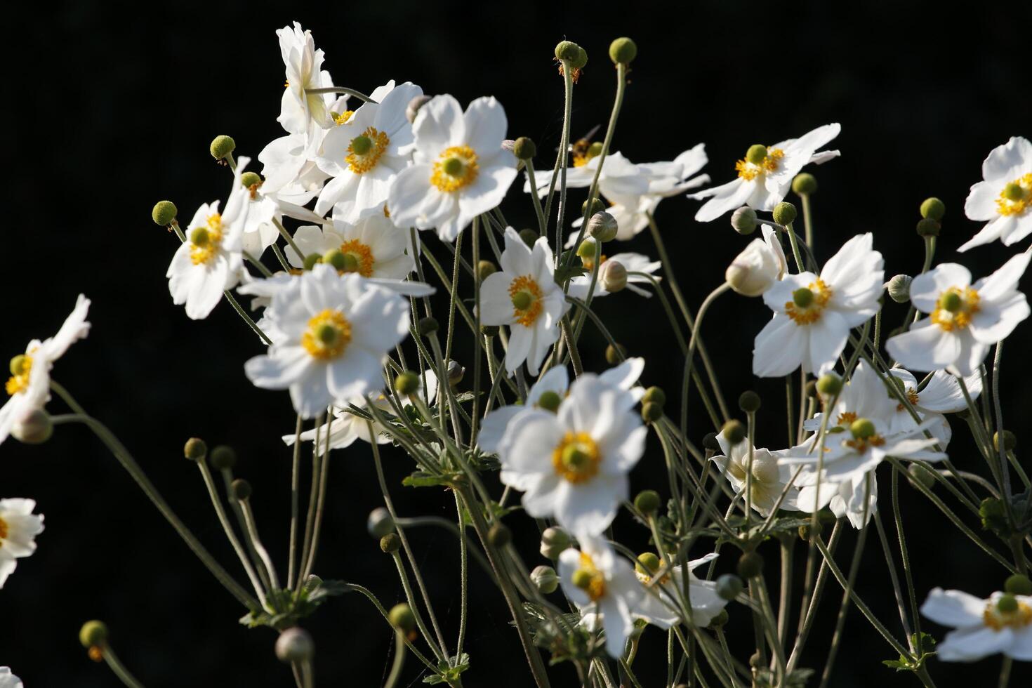 fragil Weiß Anemone Blume foto