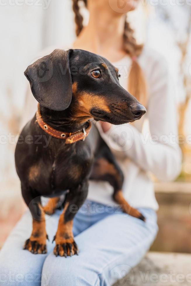 Dackelhund, der draußen auf den Knien ihres Besitzers steht foto