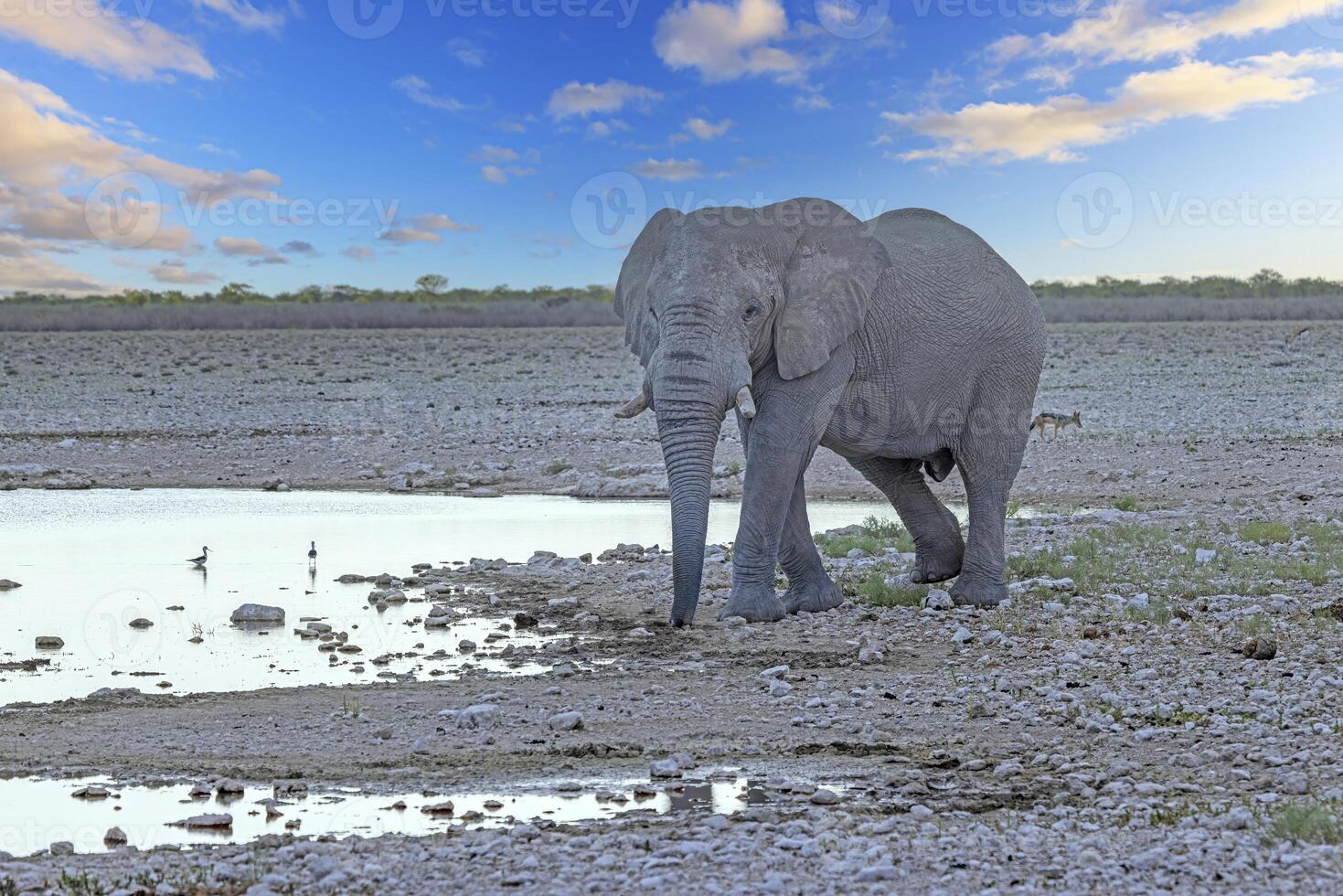 Bild von ein Elefant im Etosha National Park im Namibia während das Tag foto