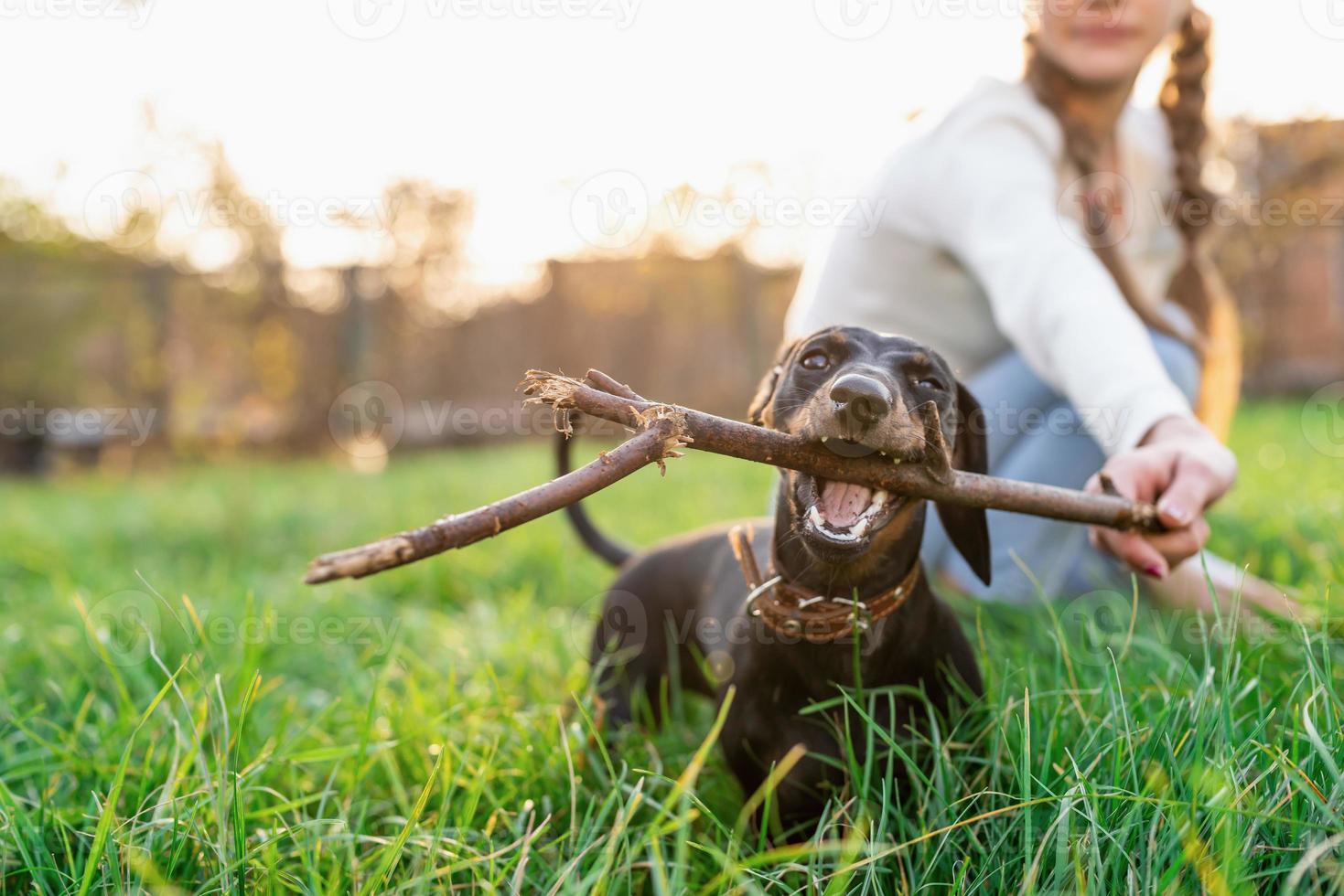 lustiger Dackel, der mit ihrem Besitzer im Gras spielt foto