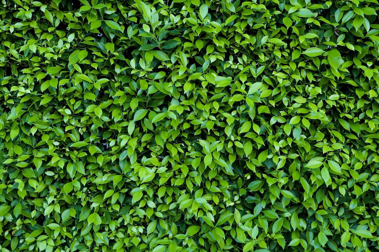 natürliche grüne Blätter für Hintergrund und Tapete, die für Online-Werbung verwendet werden können. foto