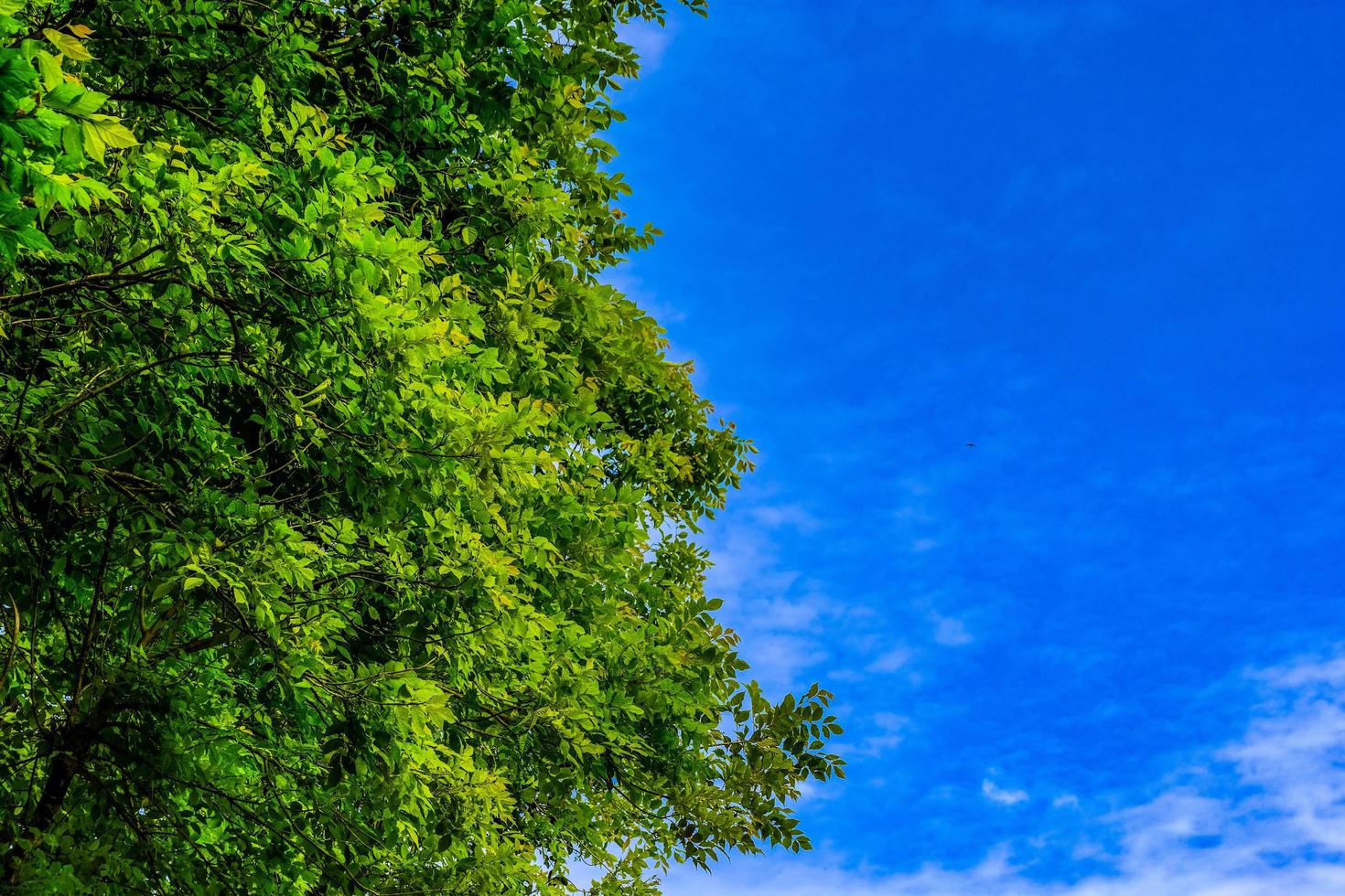 grüner Baum mit klarem blauem Himmel, der Frischegefühle machen kann. foto