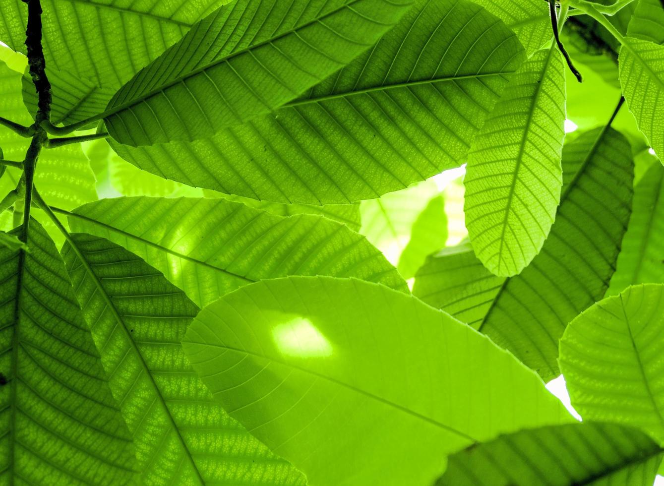 Kreative schöne grüne Blätter mit Sonnenlicht auf dem Ast im Garten und Regenwald. foto