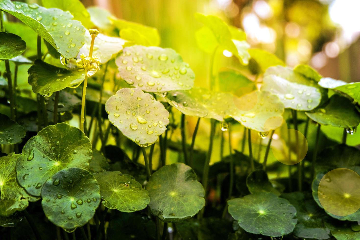 Schönes grünes Asiatica-Blatt mit Sonnenlicht und Wassertröpfchen. Asiatisches Blatt ist Gemüse für gesunde Ernährung und Kraut zur Krebsbehandlung. foto