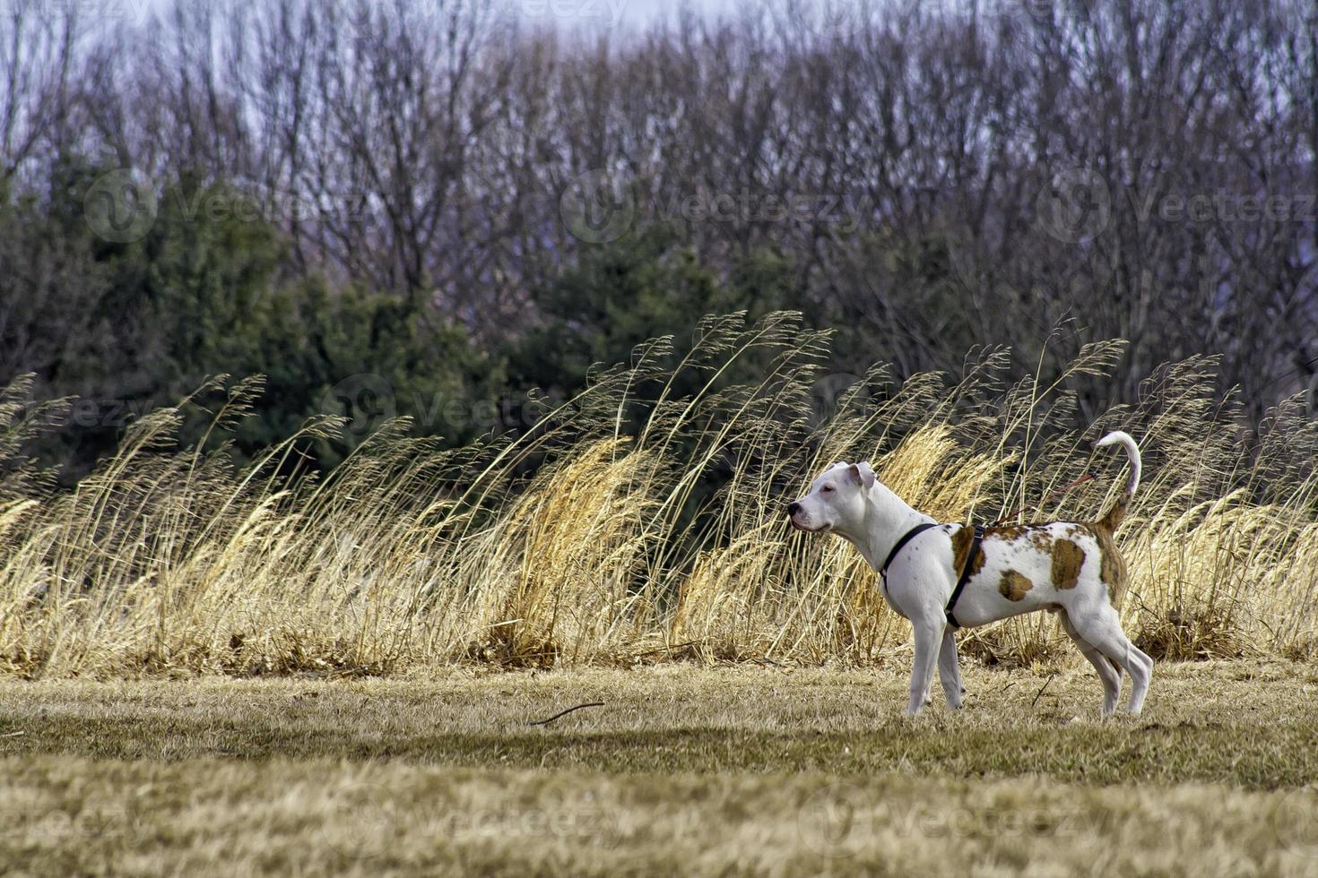 weißer Hund in der Nähe von Weizengras foto
