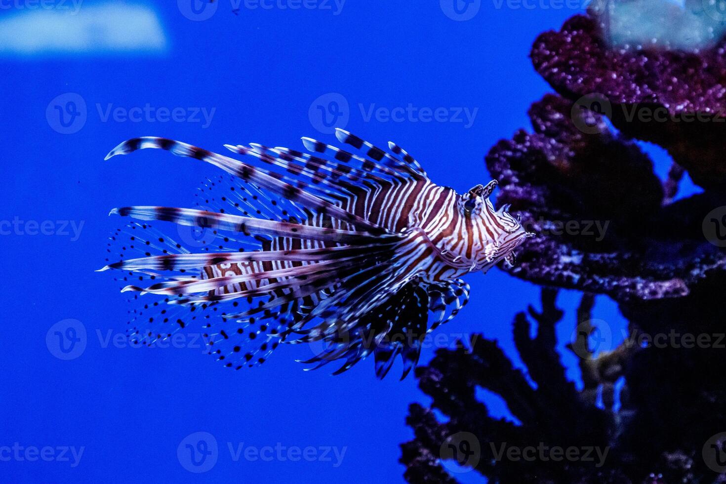 Fisch Feuerfisch - - Zebra, Pterois Volitane foto