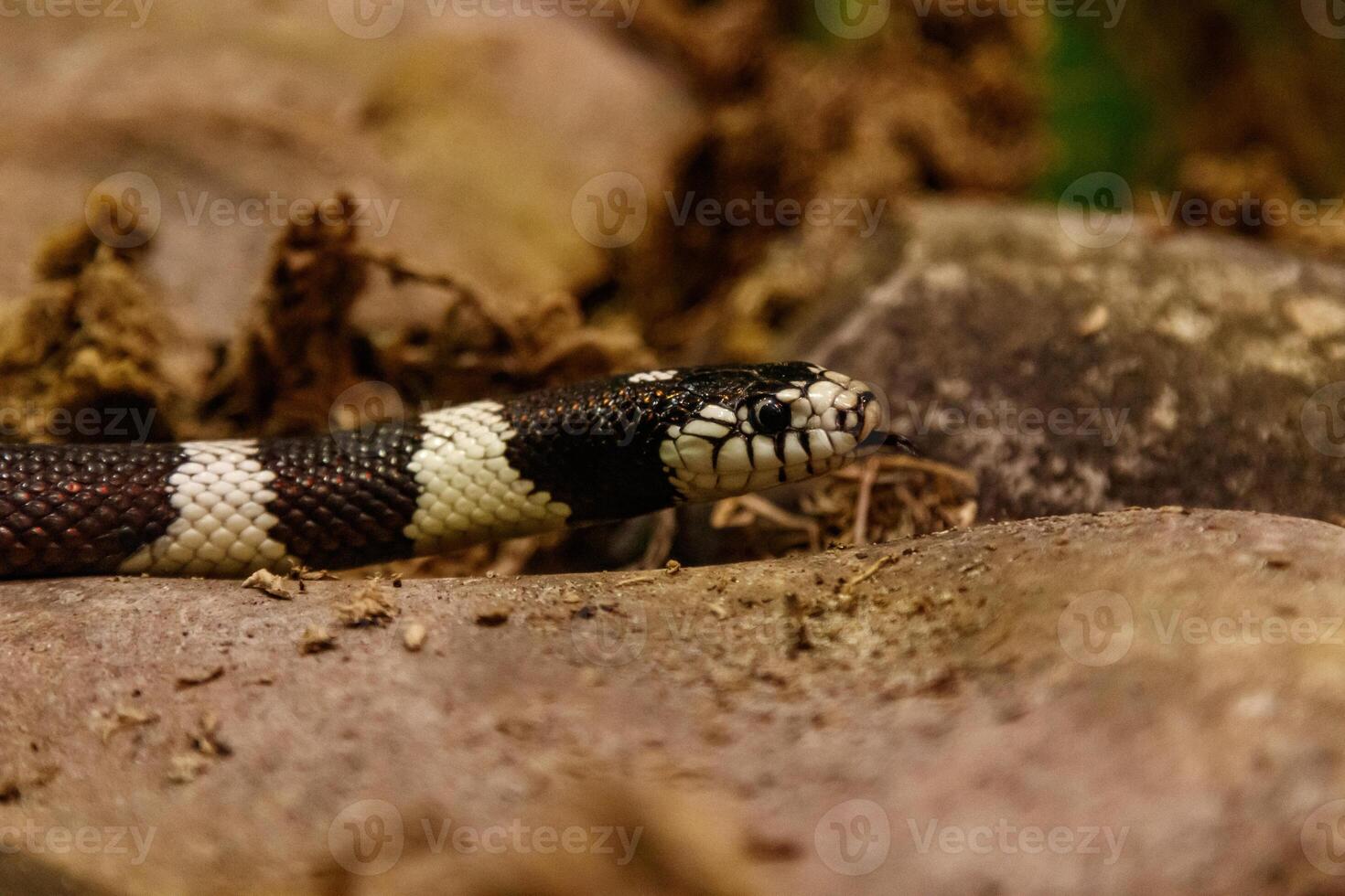 Schlange Lampropeltis getula Kalifornien foto