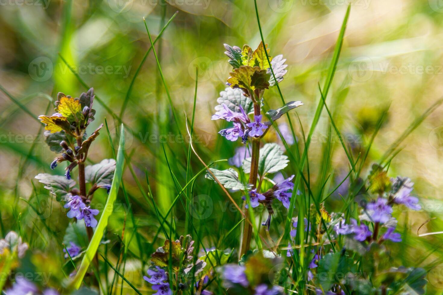 schön Frühling Wildblumen Makro foto