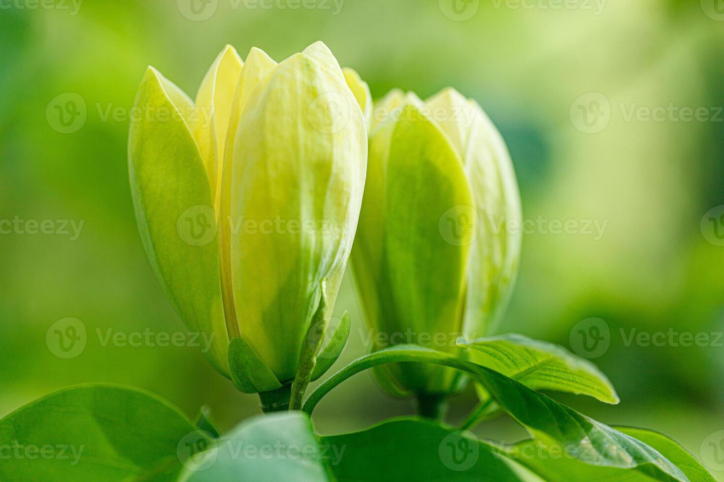 schön Magnolie Ast während Gelb blühen foto