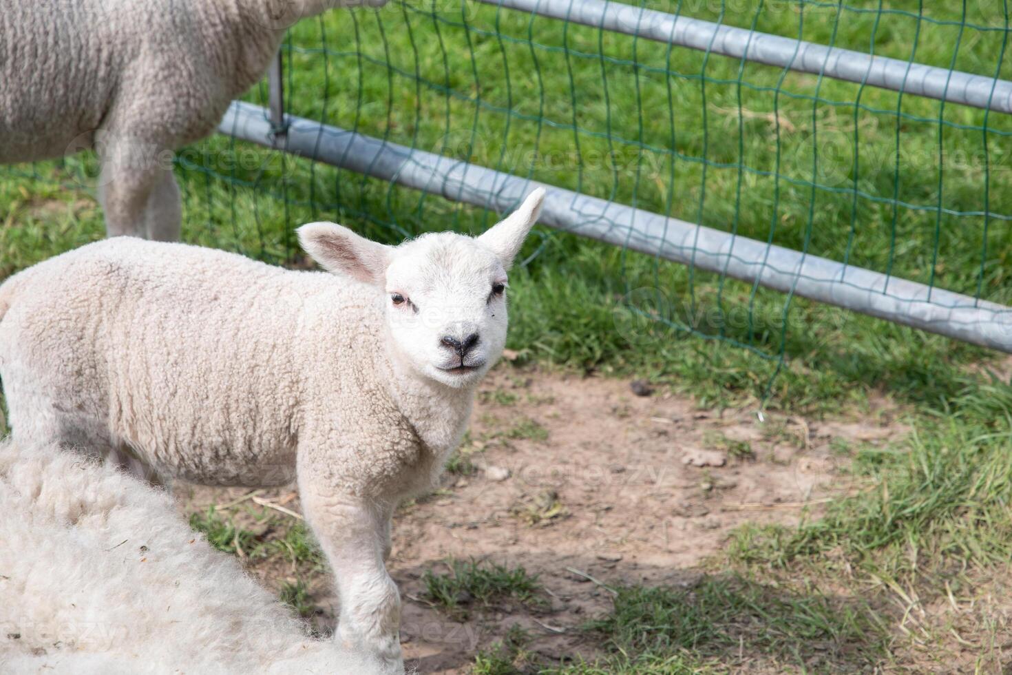 schließen oben ein klein Lamm im ein Weide von Schaf suchen neugierig beim das Kamera foto