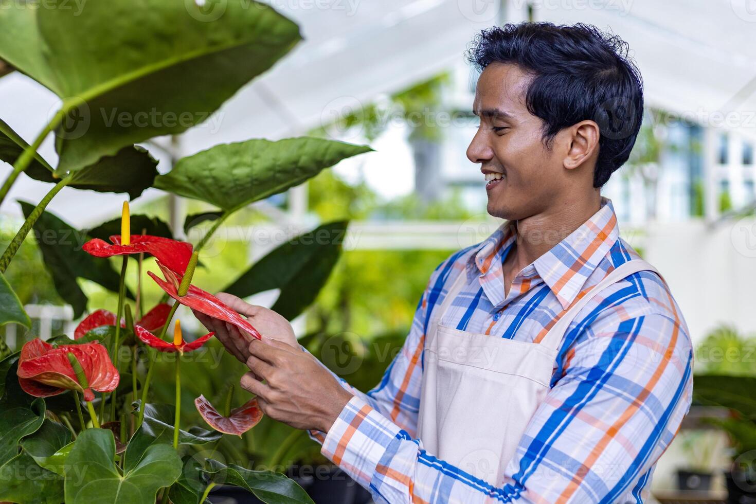 asiatisch Gärtner ist Überprüfung seine Anthurium Laceleaf tropisch Pflanze beim das Kindergarten Garten Center zum einheimisch und exotisch Pflanze Erzeuger foto