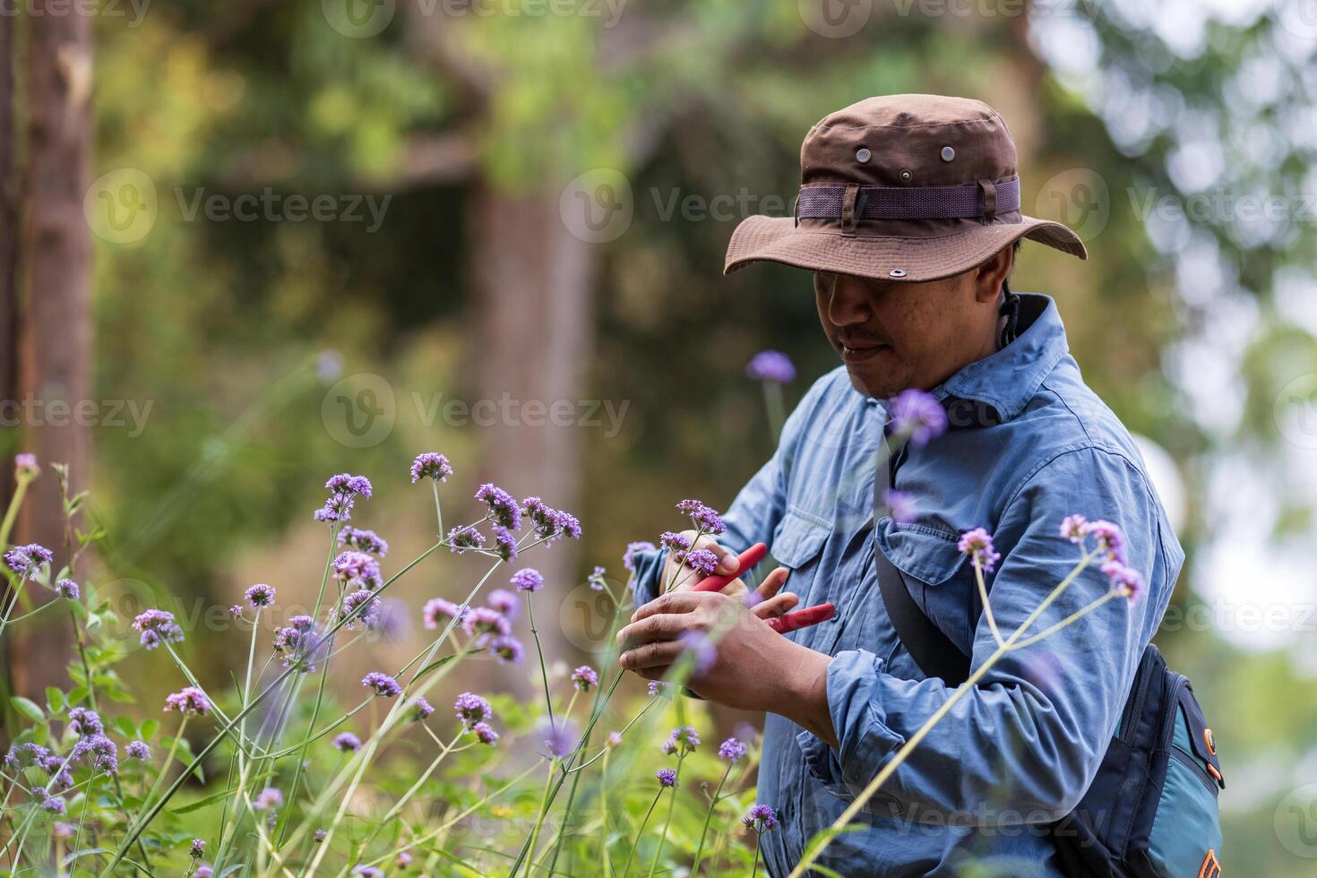 asiatisch Gärtner ist tot seine Eisenkraut bonariensis Blume Pflanze beim Kindergarten Garten Center zum einheimisch und exotisch Pflanze Erzeuger während Sommer- foto